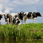 L’Évolution des Vaches Laitières : De l’Élevage Traditionnel à l’Agriculture Moderne