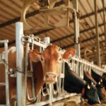 Élevage au Maroc : Une Industrie en Pleine Expansion